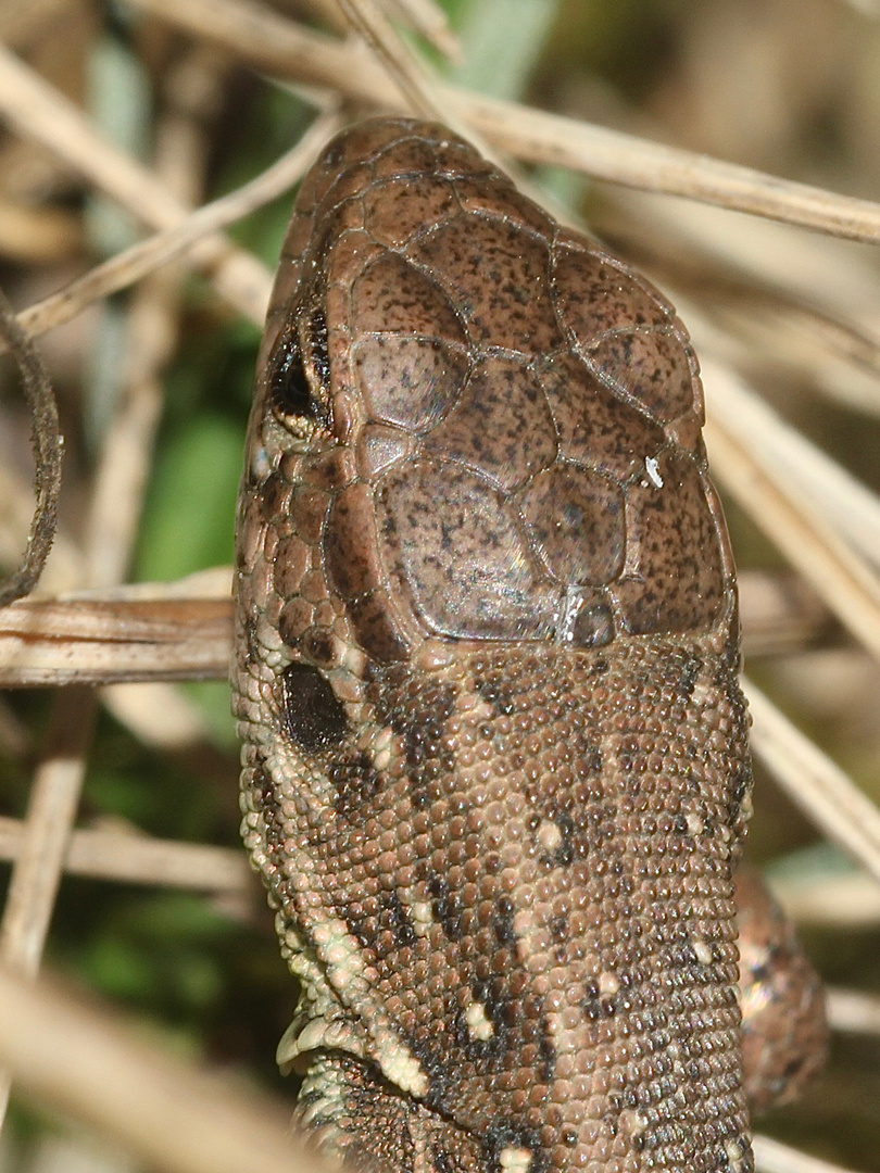 (6) ZAUNEIDECHSEN - meine Namenstagstierchen. LACERTA AGILIS