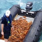 6 Zodiaks voll Langusten auf Robinson Crusoe Island