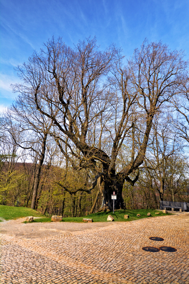 600-jährige Sommerlinde vor Burg Scharfenstein