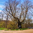 600-jährige Sommerlinde vor Burg Scharfenstein