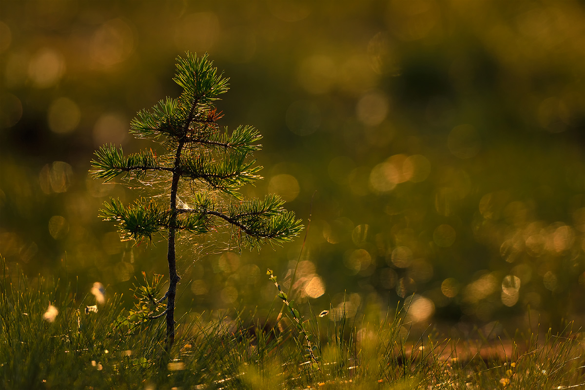 600 mm-Makro Nr. 2