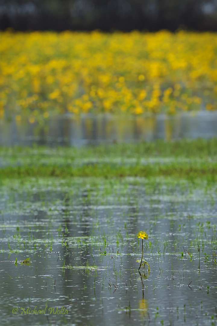 600 mm-Makro Nr. 3