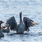 600 mm waren zu weit weg