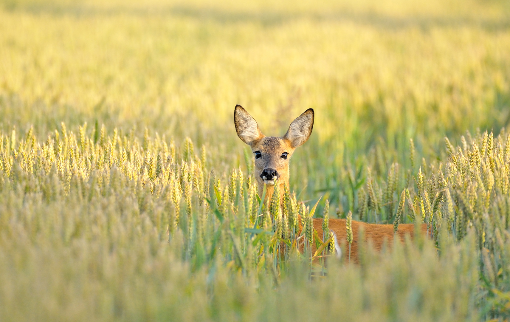 6.00 Uhr im Feld