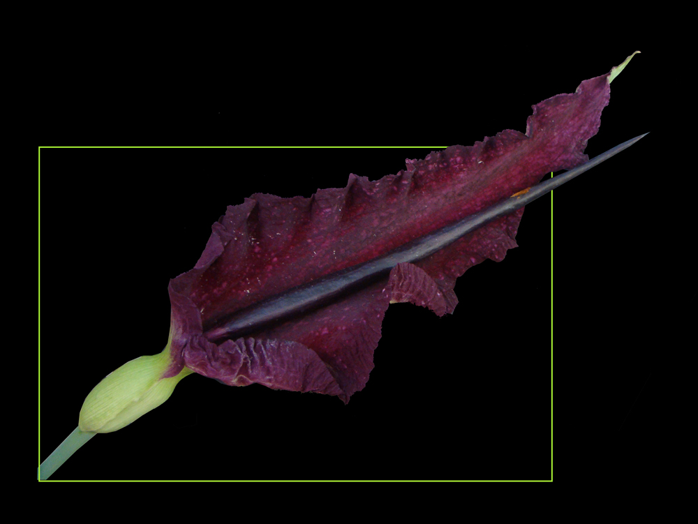 601 DRACUNCULUS VULGARIS