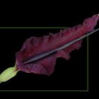 601 DRACUNCULUS VULGARIS