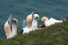 Helgoland