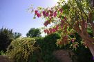 Le printemps s'est invité dans mon jardin ! de Dream30 