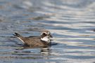 Plover von Daniela Friedrich 