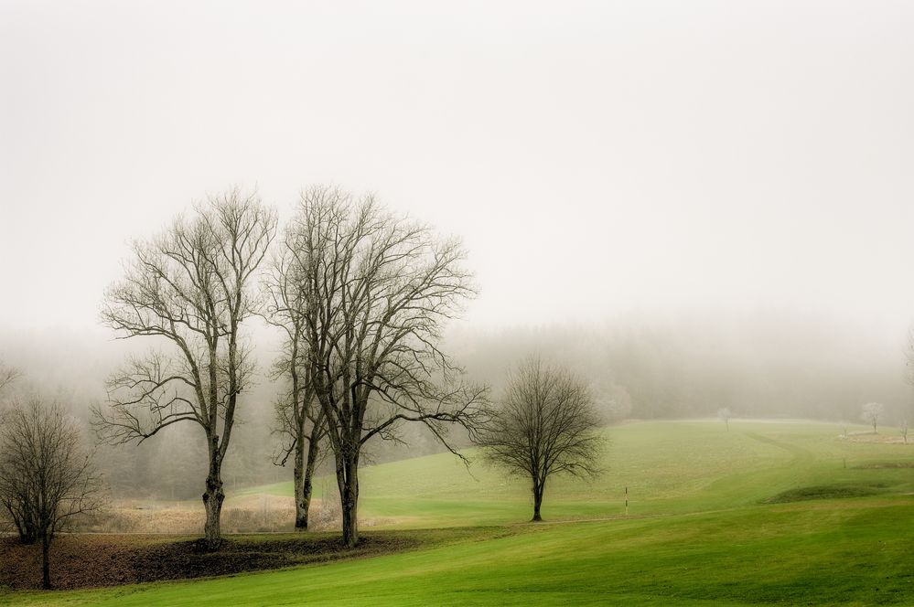 Die einsamen Bäume von Manfred Nager 