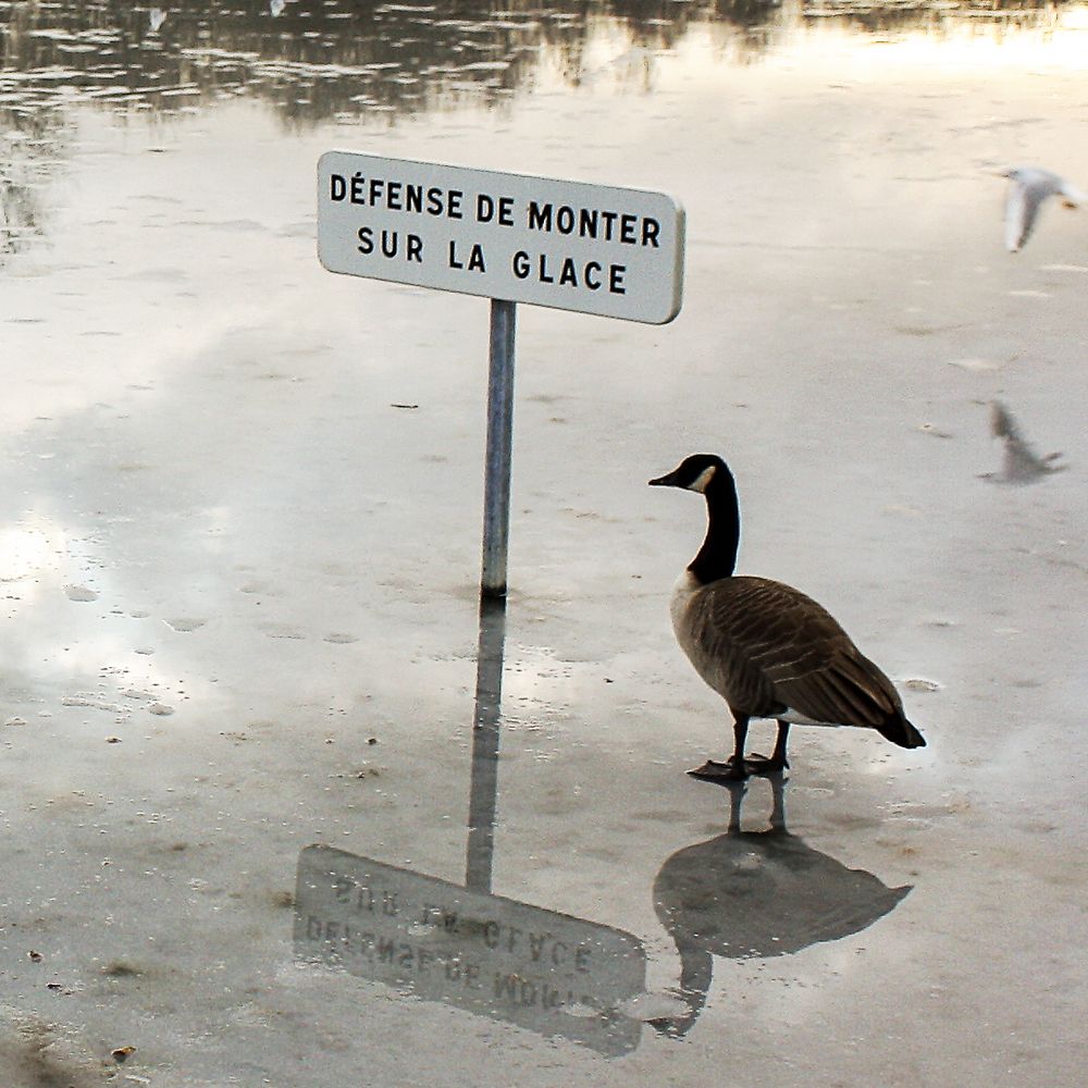 le froid de Papige