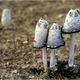 Schopftintlinge (Coprinus Comatus)