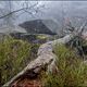 Nebel im Steinwald 2