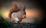 The Living Forest (802) : Red Squirrel by Mark Billiau.