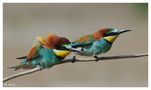 ---- Bienenfresser Nr. 9 ---- ( Merops apiaster ) von Wolfgang Zerbst - Naturfoto