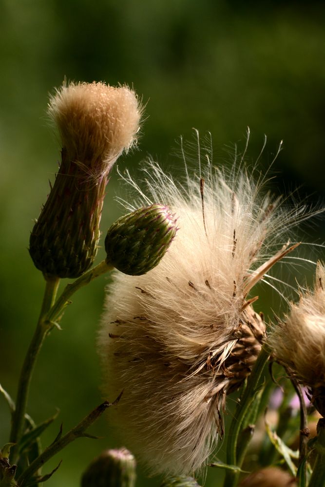 Farblose Pinsel von Fotochist 