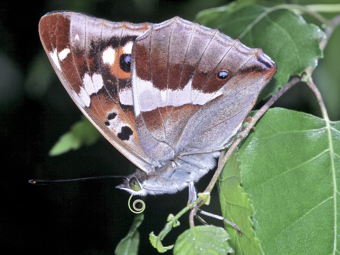 (6/10) Der Große Schillerfalter (Apatura iris)