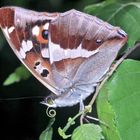 (6/10) Der Große Schillerfalter (Apatura iris)