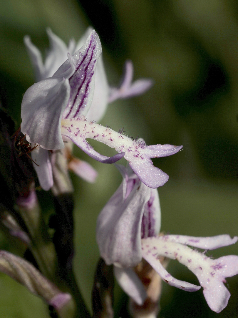 (6/11) Verschiedene Farbvarianten des Helm-Knabenkrauts (Orchis militaris)