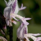 (6/11) Verschiedene Farbvarianten des Helm-Knabenkrauts (Orchis militaris)