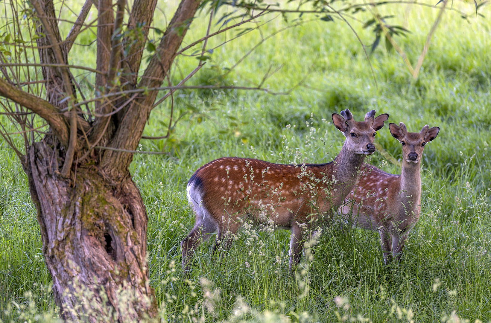 6113TZ Rehwild Wildlife Dammwild Böcke 2