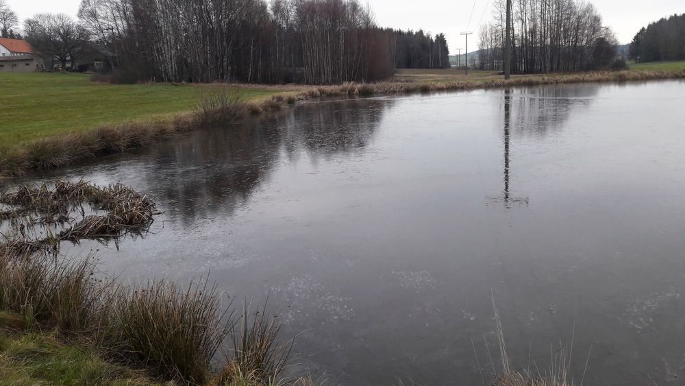 6.12.2019  Eisbildung auf dem Seerosenteich