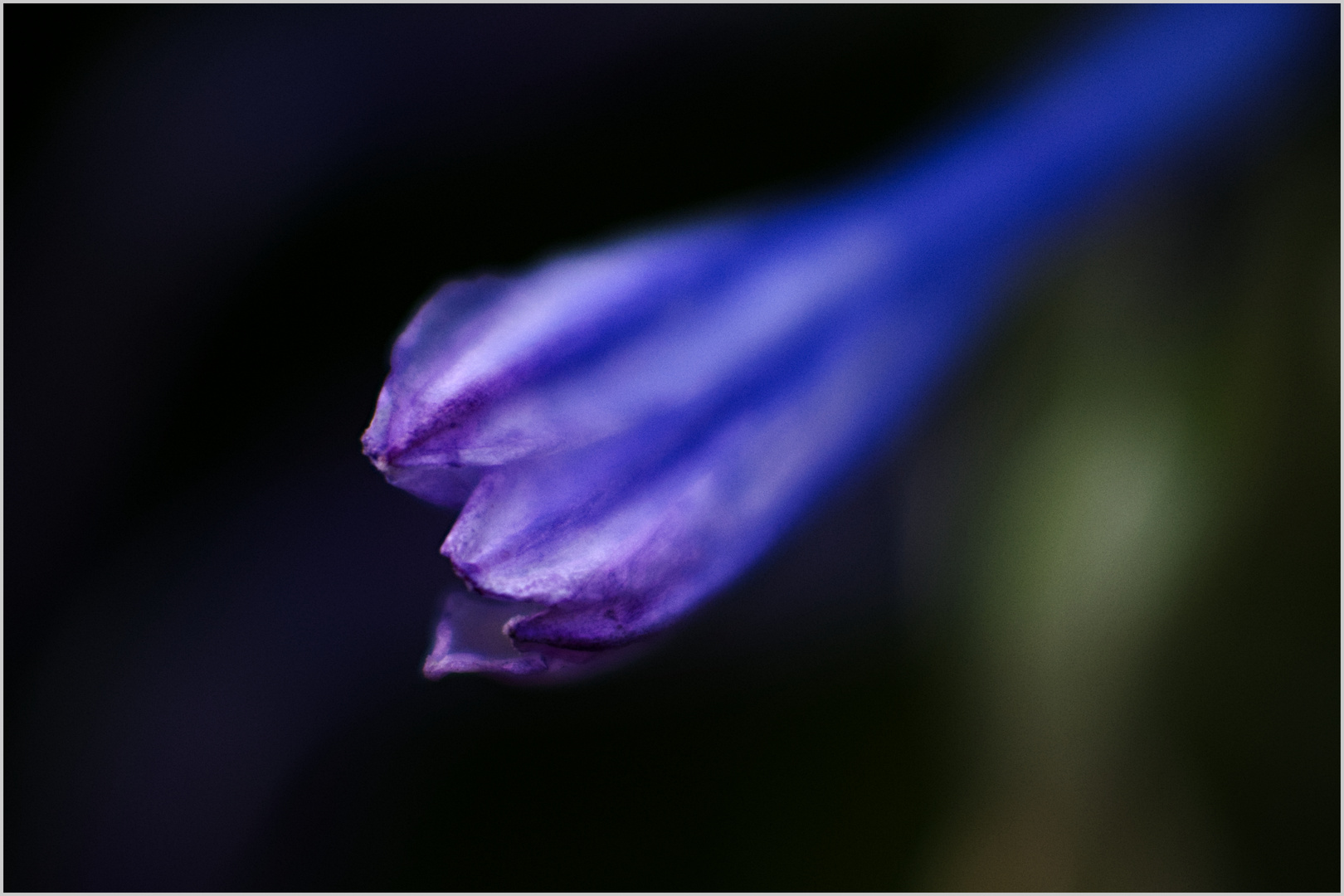 6145    ... Agapanthus im Morgenlicht  ....