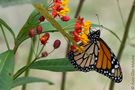 Danaus plexippus de Aldo Díaz Matute