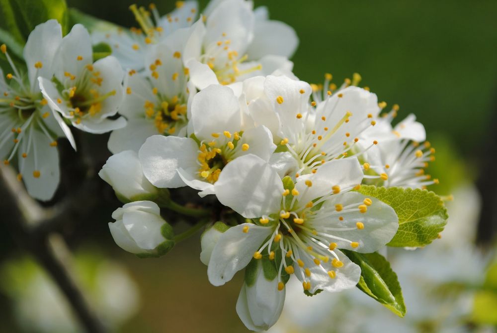 Aus dem garten von Sophie Bierwirth 