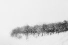 Lost in the snow by Masoud Shokrnia 