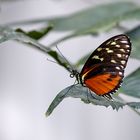 617_Schmetterling