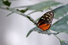 617_Schmetterling by Foto-Setterich 