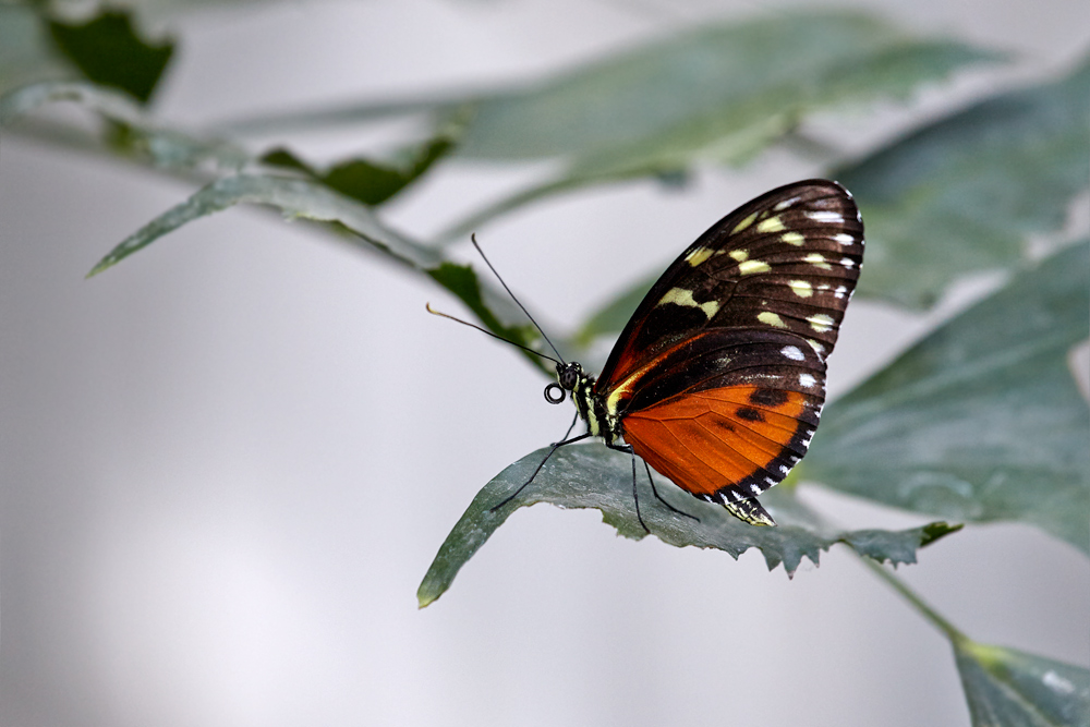 617_Schmetterling