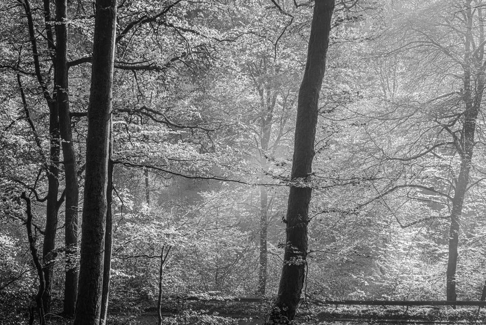 Buchenwald im Morgendunst von artspektral