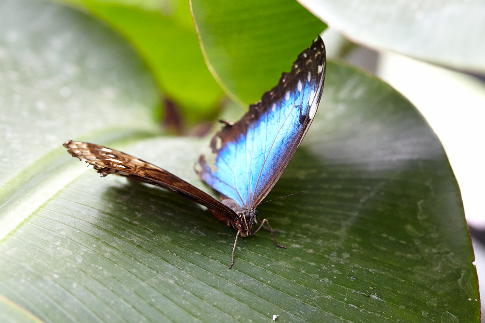 618_Schmetterling