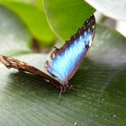 618_Schmetterling