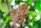 Schmetterling von Roger Gunzinger