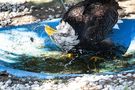 weißkopfseeadler bei morgendusche by Tamara Trzoska