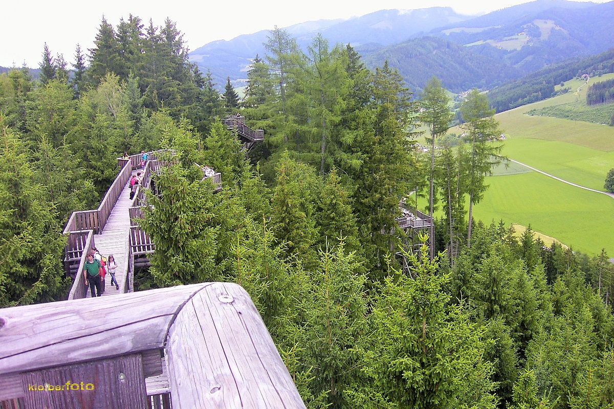 (62) Wipfelwanderweg Rachau