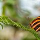 Schmetterling Schwarz-Orange