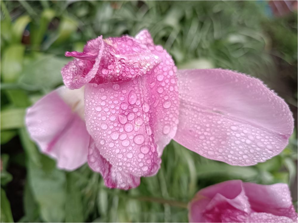 Internationalen_Frauentag von Piroska Baetz