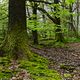 Waldmotive, hier: Moosinseln im Laubwald