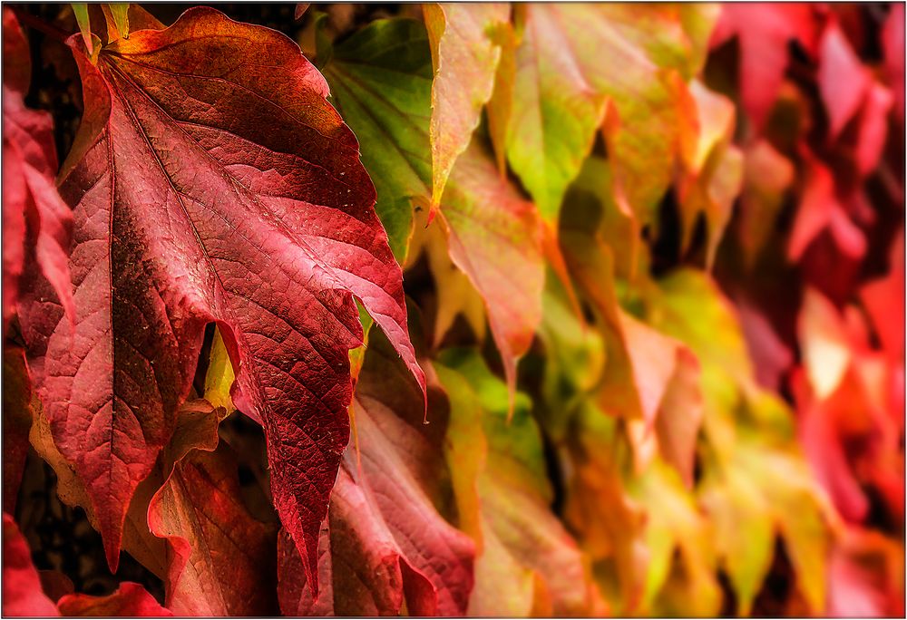 Herbstfarben von P. Weber