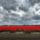 - Tulpenfeld bei Noordwijk -