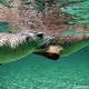 Australische Seelwen