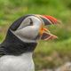 Atlantic Puffin 