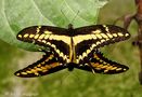 mating butterflies by Henk Maurer 