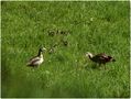 Familie Nilgans von Conny11