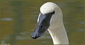  Portrait Trompeterschwan  by Foto-Nomade