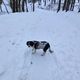 Mit mein Hund BoB im Schnee unterwegs 